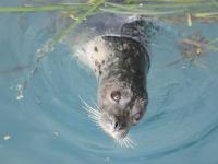 When you return from your D&D Fishing Charter, the harbour seals will be waiting to greet you.