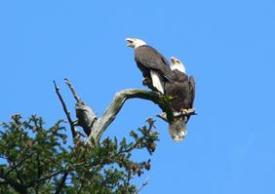 While on a D&D Fishing Charter, your wildlife sightings may include majestic eagles like these.